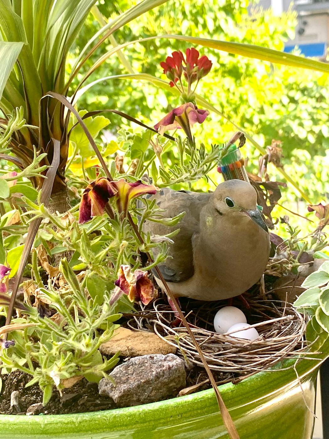 The mourning dove tends its nest.
