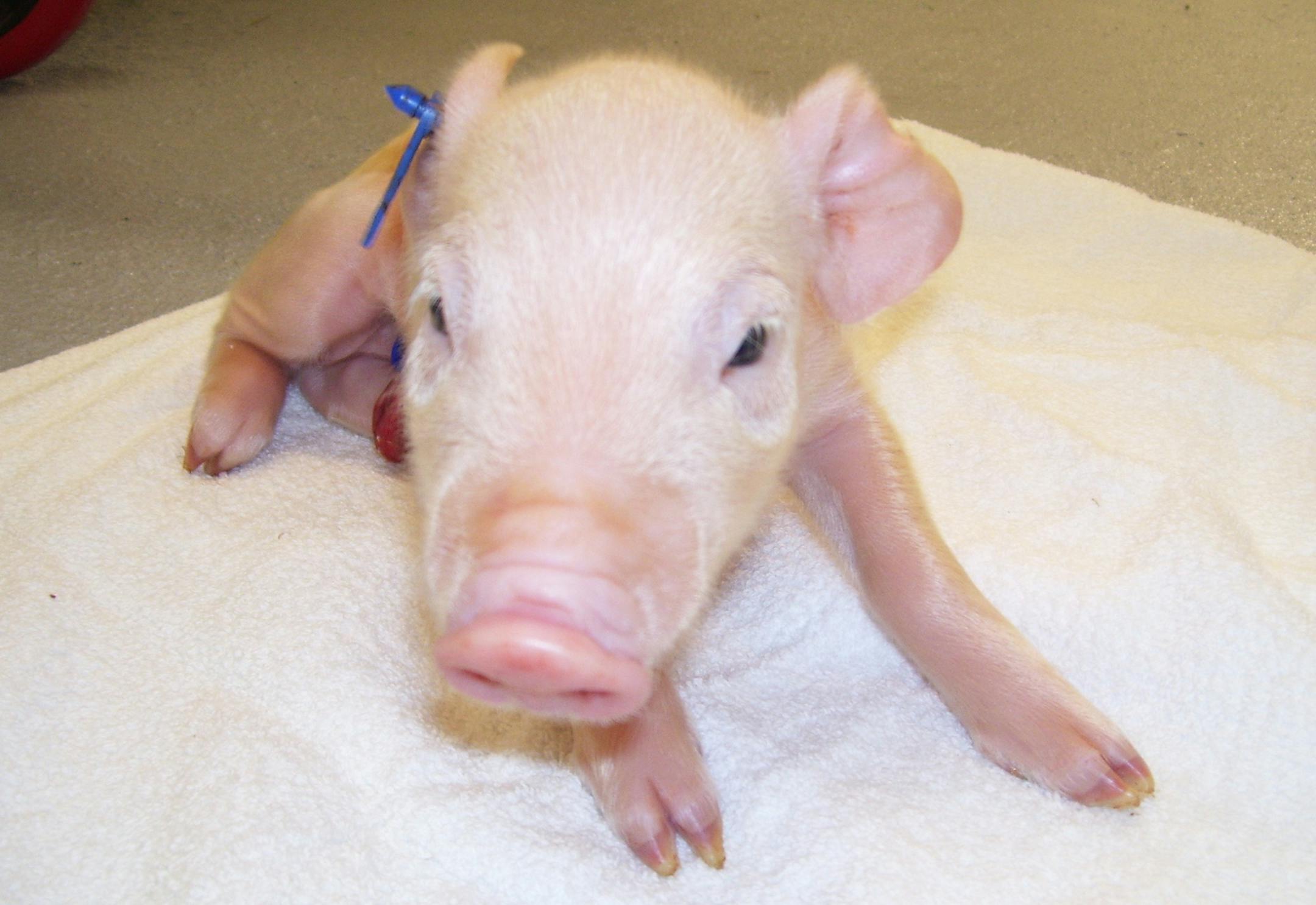 Pigs raised to be "medical grade" at the Spring Point Project facility in New Richmond, Wisc., could be used to produce islet cells for xenotransplants to treat or reverse diabetes in humans.