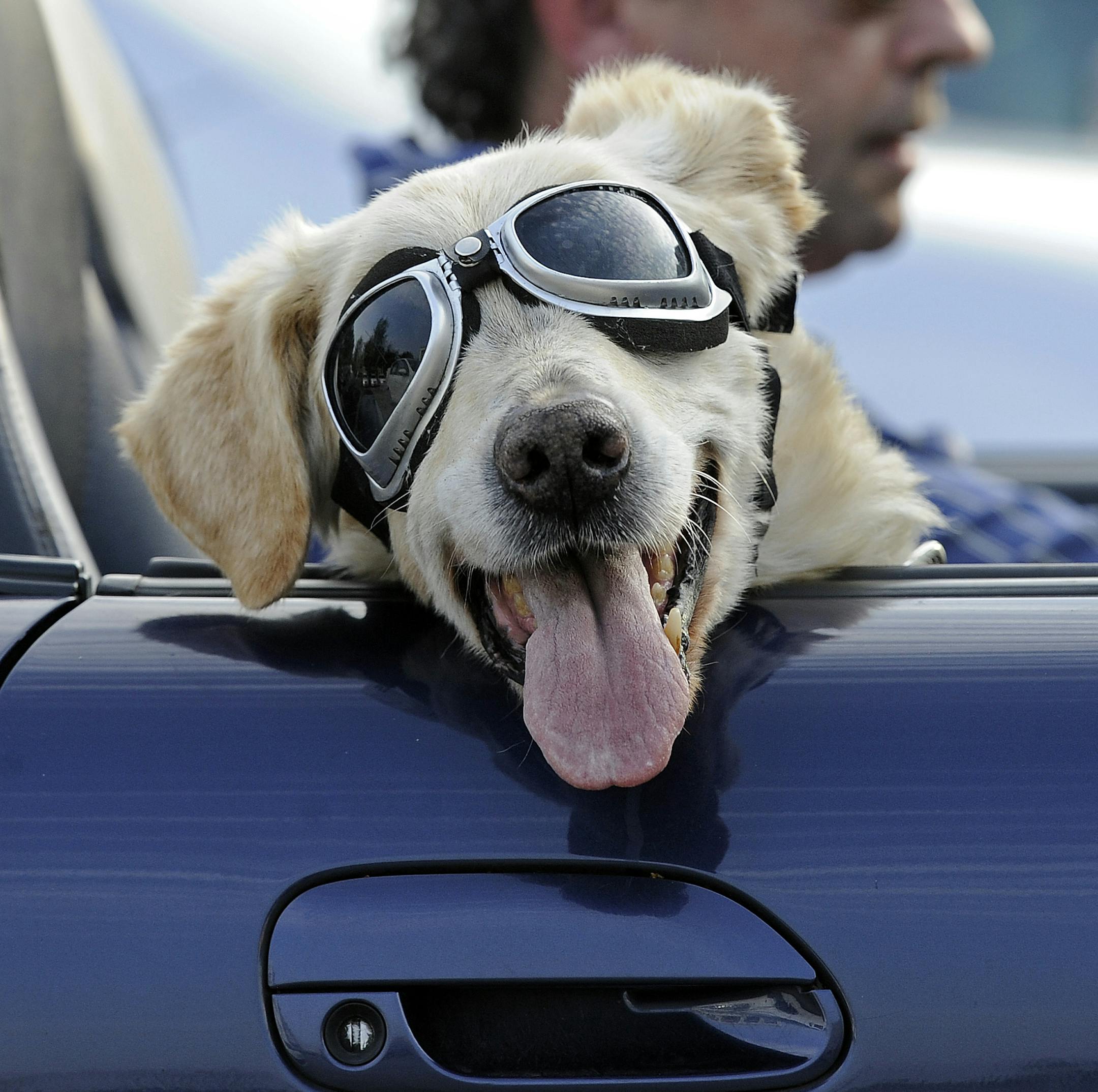 Dog "Mo" sits on the front seat of a car with his owner as they leave a supermarket parking in Gelsenkirchen, Germany, Tuesday, Aug. 23, 2011. His owner puts on the pilot's goggles to protect Mo from the wind. Germany faces a very hot and humid late summer day with temperatures up to 35 degrees Celsius. (AP Photo/Martin Meissner)