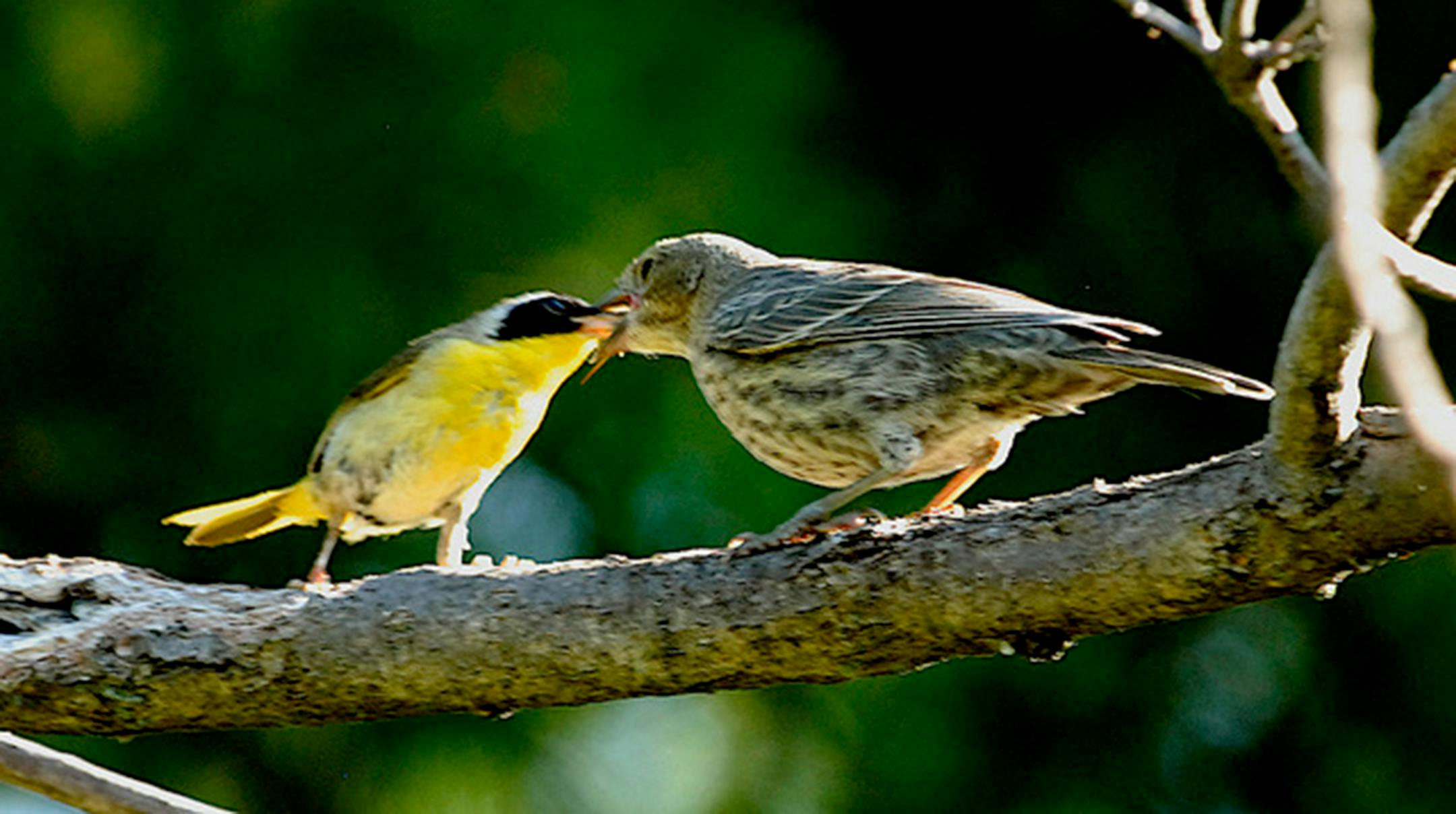 A common yellowthroat warbler feeds a juvenile brown-headed cowbird. Both are perched on a branch, and the cowbird is much larger than the adult warbler.
