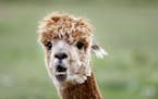 Rachel Boucher called her alpacas at her farm Wednesday October 12, 2016 in Hastings, MN.