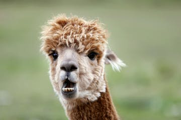 Rachel Boucher called her alpacas at her farm Wednesday October 12, 2016 in Hastings, MN.