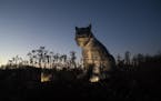 An inflatable Canada lynx was in the Arctic & Subarctic Zone section of Nature Illuminated at the Minnesota Zoo in Apple Valley, Minn., on Friday, Nov