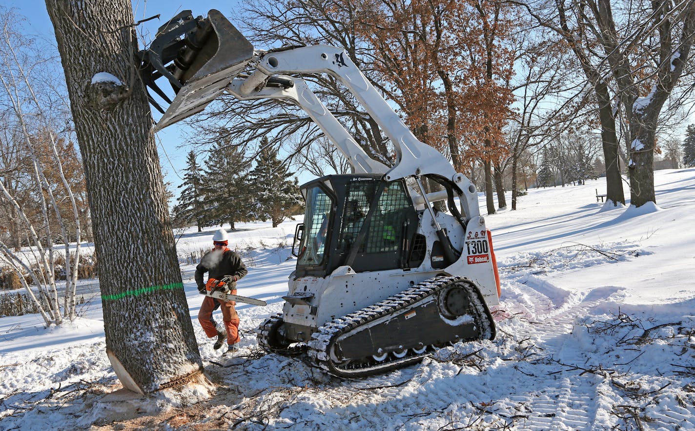 After Douglas Moberg of the Minneapolis Park and Rec department, made the final cuts, a skid-loader pushed over another ash tree in the Gross Golf Course on 12/6/13. The work crews are taking out 92 trees from the golf course during this winter. Minneapolis residents will see 3,000 ash trees felled in 2014, the first year of an eight-year program to remove and replace about 40,000 ash along streets and in parks before the emerald ash borer gets them. The effort will be funded by the special $1.1