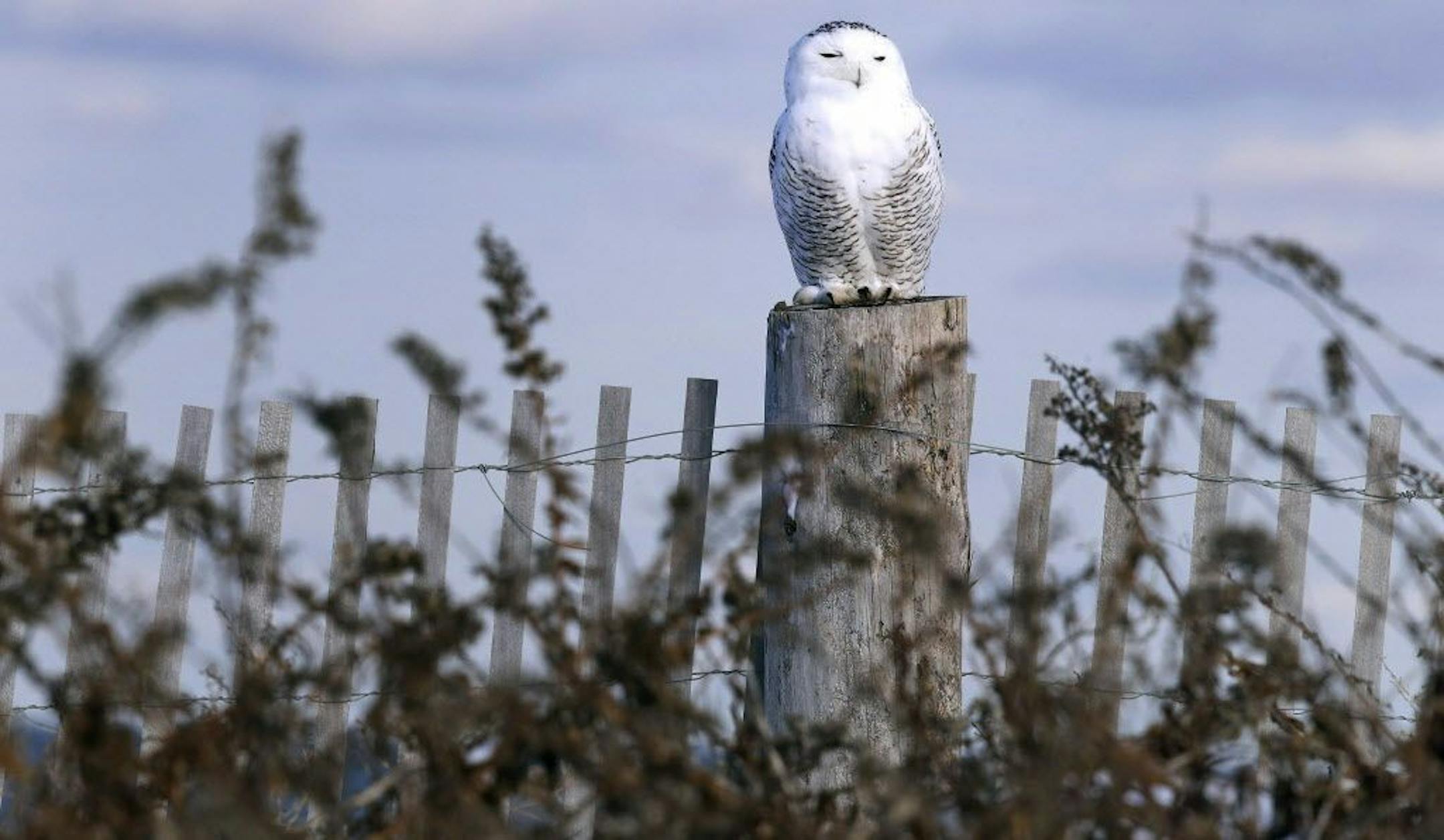 In this Thursday, Dec. 14, 2017 photo, a snowy owl sits atop a fence post after being released along the shore of Duxbury Beach in Duxbury, Mass. The owl is one of 14 trapped so far this winter at Boston's Logan Airport and moved to the beach on Cape Cod Bay. The large white raptors from the Arctic have descended on the northern U.S. in huge numbers in recent weeks, giving researchers opportunities to study them.