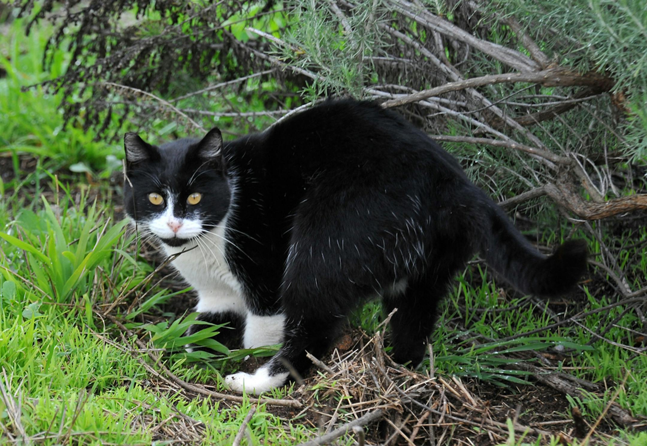 Even well-fed cats stalk and kill birds.
credit: Jim Williams