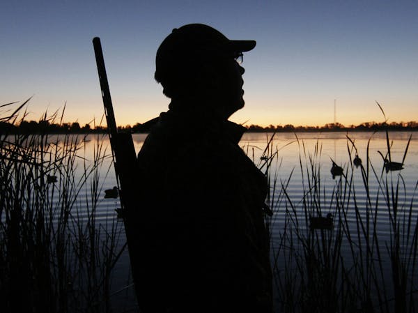 The Minnesota duck hunting season opens a half-hour before sunrise on Saturday.
