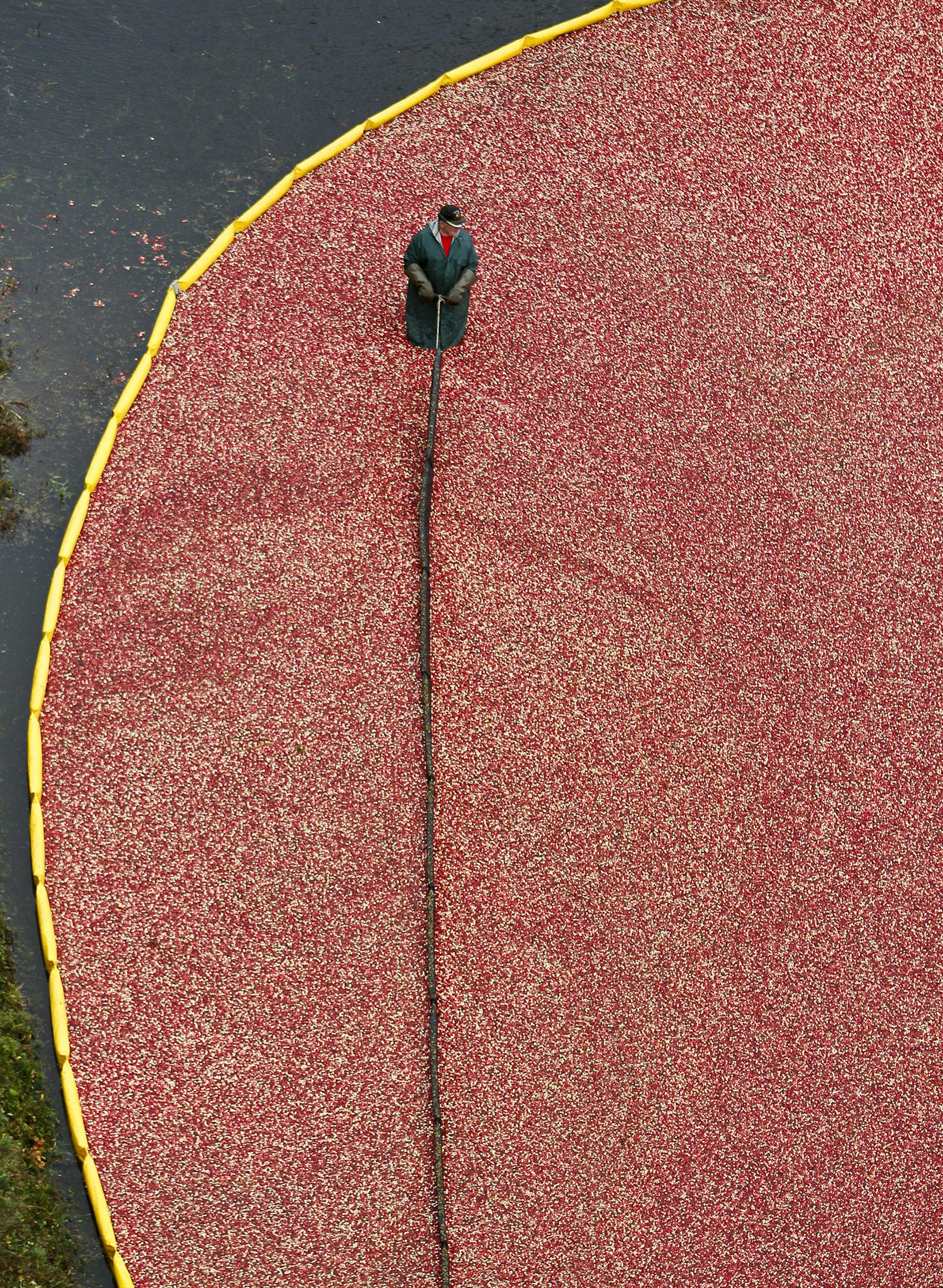 In this photo provided by the Wisconsin State Cranberry Growers Association, a worker pulls a boom in a cranberry marsh Tuesday, Sept. 27, 2011, near Wisconsin Rapids, Wis. Wisconsin's harvest, which produces more than 50 percent of the world's supply of cranberries, is just under way. This year's Wisconsin's crop is expected to yield 4.3 million barrels, according to the USDA. (AP Photo/Wisconsin State Cranberry Growers Association, Andy Manis)