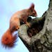 A squirrel looks into a whole in a tree in the Palm Garden in Frankfurt, central Germany, Thursday, Jan. 30, 2014.