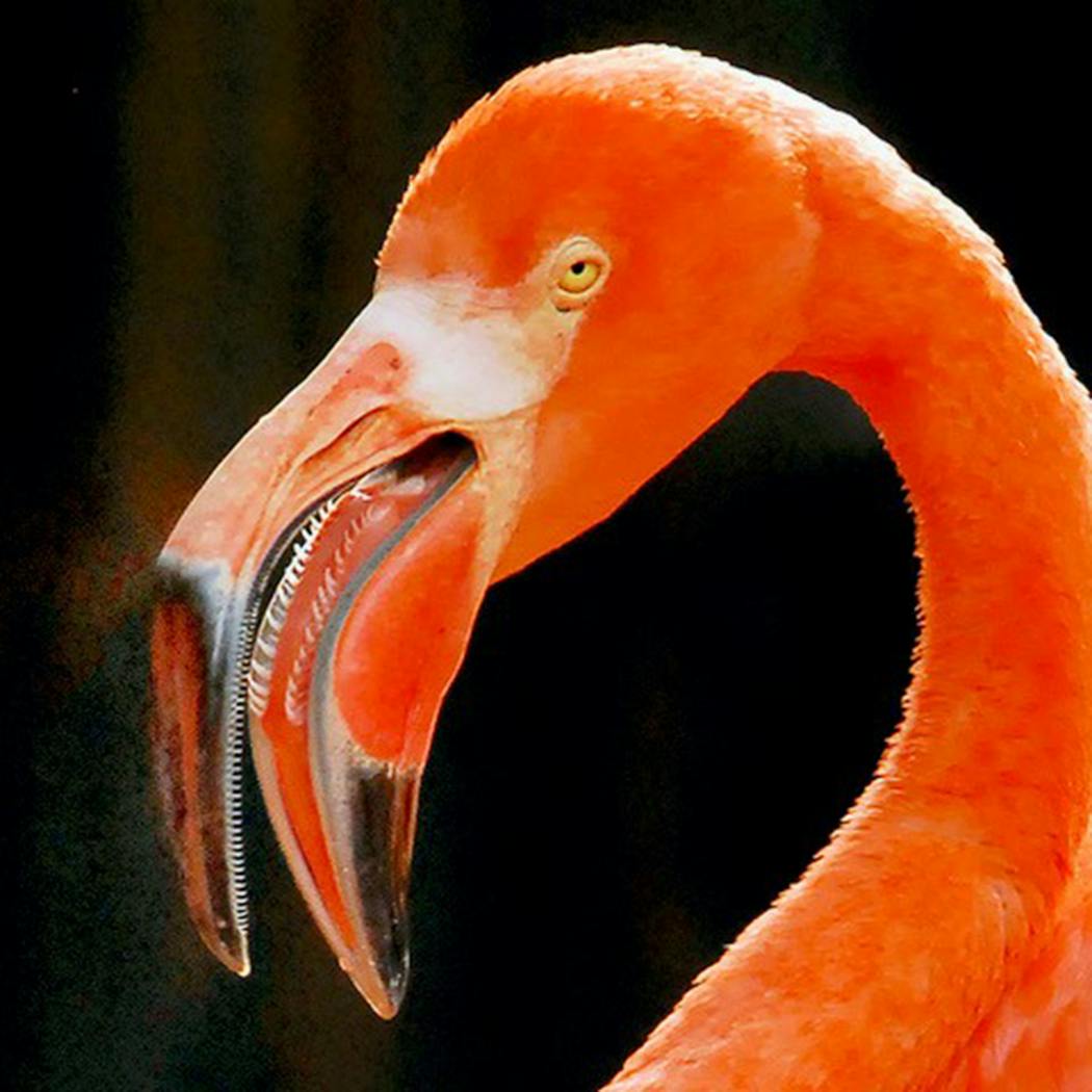 Flamingos use their strange bills to collect food — crustaceans, worms, algae, insects, organic debris, plant material and fish. They sweep the bill back and forth in shallow water, sucking water in, then expelling it through the filters on their jaw and tongue. The carotenoids in their food color their plumage, pink to orange. This captive bird was found on the Yucatan coast of Mexico, home to this one of five species of the bird.