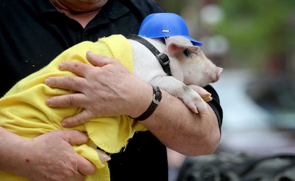 The yet unnamed St. Paul Saints mascot pig arrives for the world's largest game of catch Wednesday, May 20, 2015 in Lowertown, near Mears Park in adva
