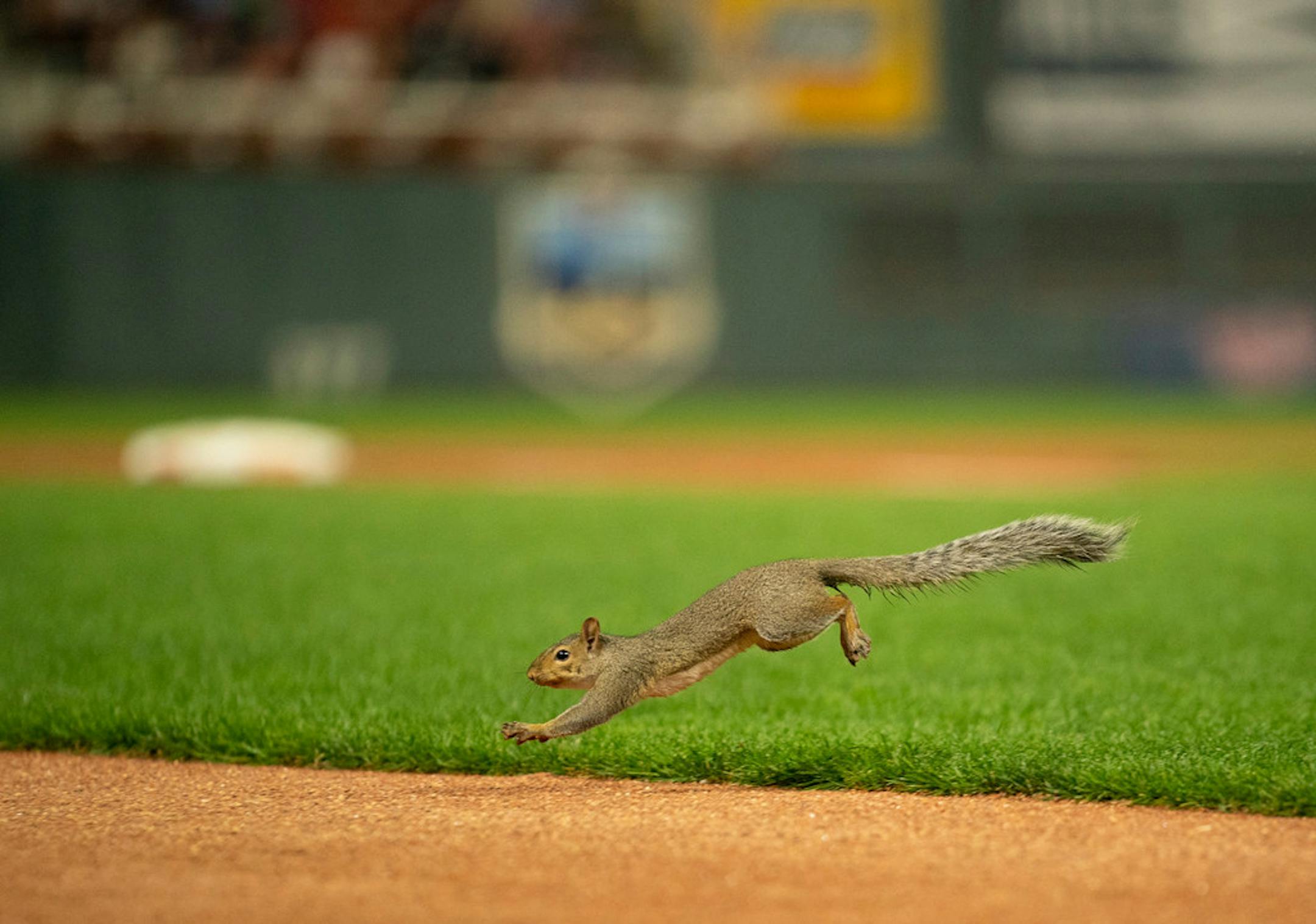 A squirrel interrupted the Twins-White Sox game for the second straight night on Tuesday.