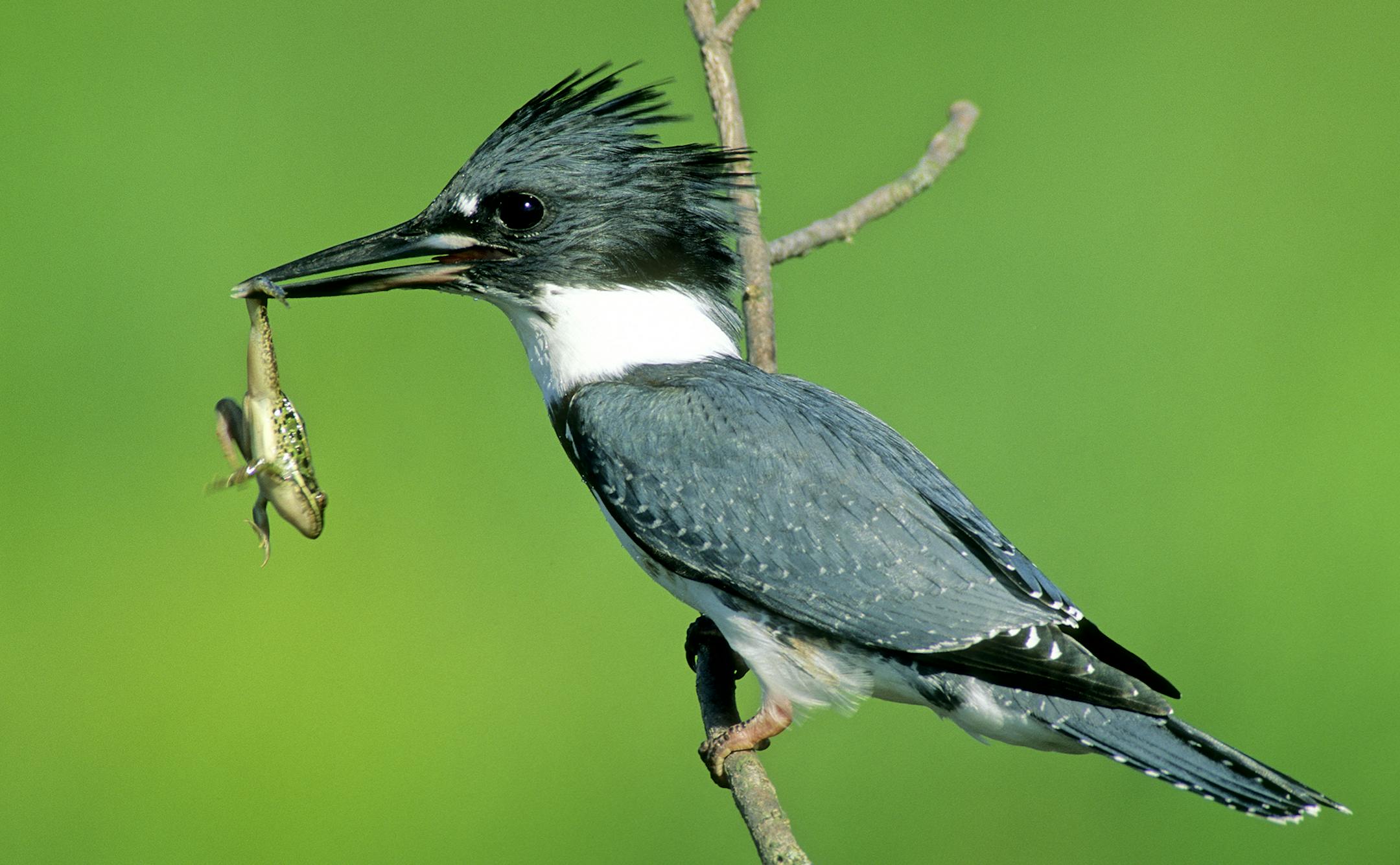 DO NOT USE. ONE-TIME ONLY WITH BILL MARCHEL COPY. Photo by Bill Marchel. Belted kingfishers hunt minnows, frogs and other aquatic creatures from bare branches along the shores of lakes and rivers.