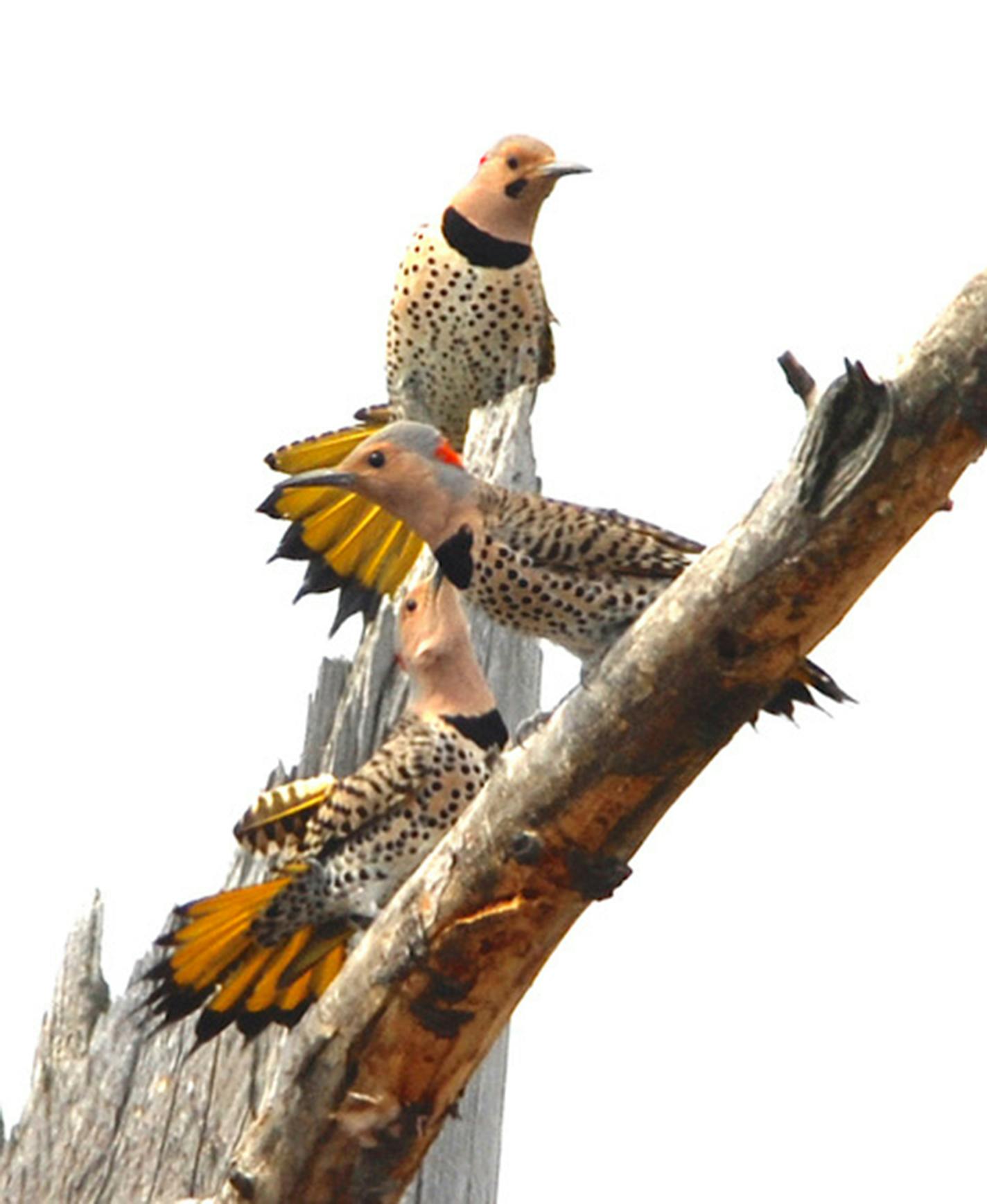 Three flickers gathered on an old dead tree branch.