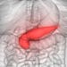 3D Illustration of Human Pancreas Anatomy