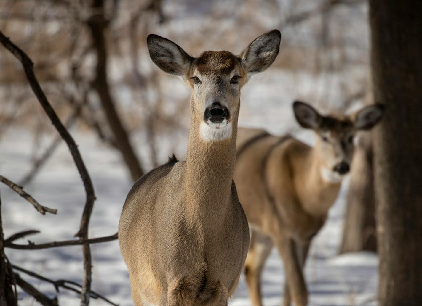 A herd of deer stopped to feed at Fort Snelling State Park, Wednesday, February 10, 2021 in Bloomington, MN. The park sits at the confluence of the Mississippi and Minnesota rivers. ] ELIZABETH FLORES • liz.flores@startribune.com ORG XMIT: MIN2102101543590212