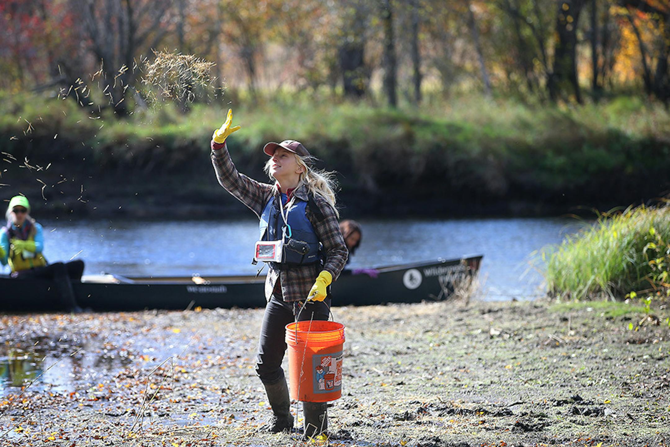 Theresa Wondra, a guide with Great River Greening, threw wild rice seed up into the air so that it could fall along the Rum River for planting, Tuesday, October 13, 2015 near Cambridge, MN.