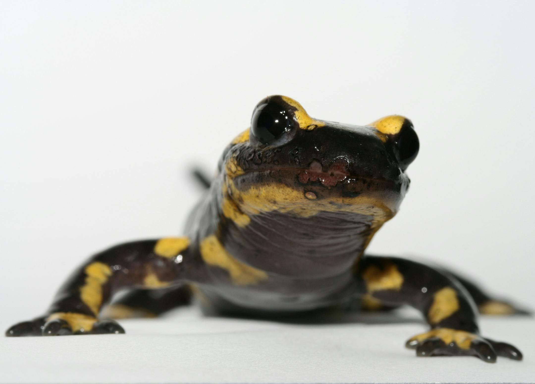 A Fire salamander with B. salamandrivorans, already suffering from skin lesions, is shown in this photo taken by Frank Pasmans, of Ghent University in Belgium, co-author of a study on a chytrid fungus that is endangering salamanders. Illustrates FUNGUS (category a), by Rachel Feltman © 2014, The Washington Post. Moved Friday, Oct. 31, 2014 (MUST CREDIT: Frank Pasmans)