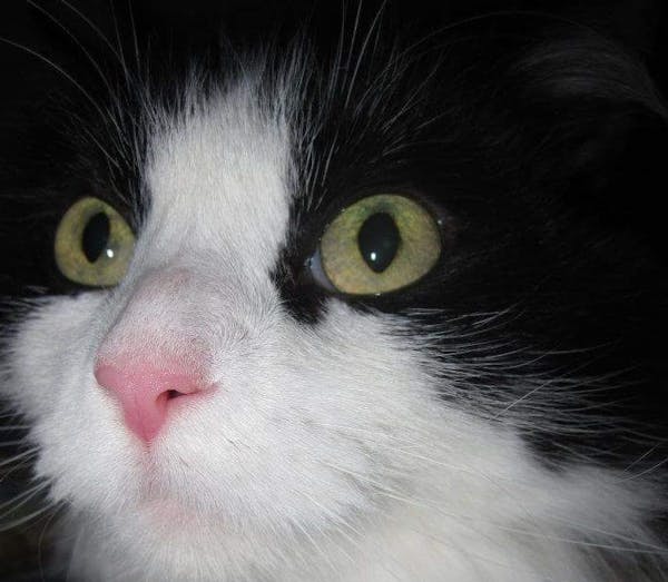 Cowkitty died from a fire Sunday in a downtown Minneapolis apartment building.