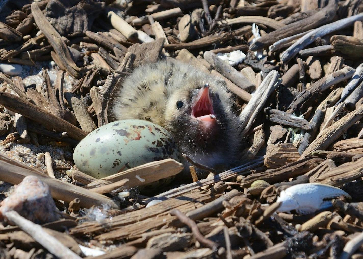 Photos by Beth Siverhus:
A just-hatched ring-billed gull begs for food as it waits for its sibling to emerge.