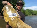 Minnesota angler ties own record for catching flathead catfish