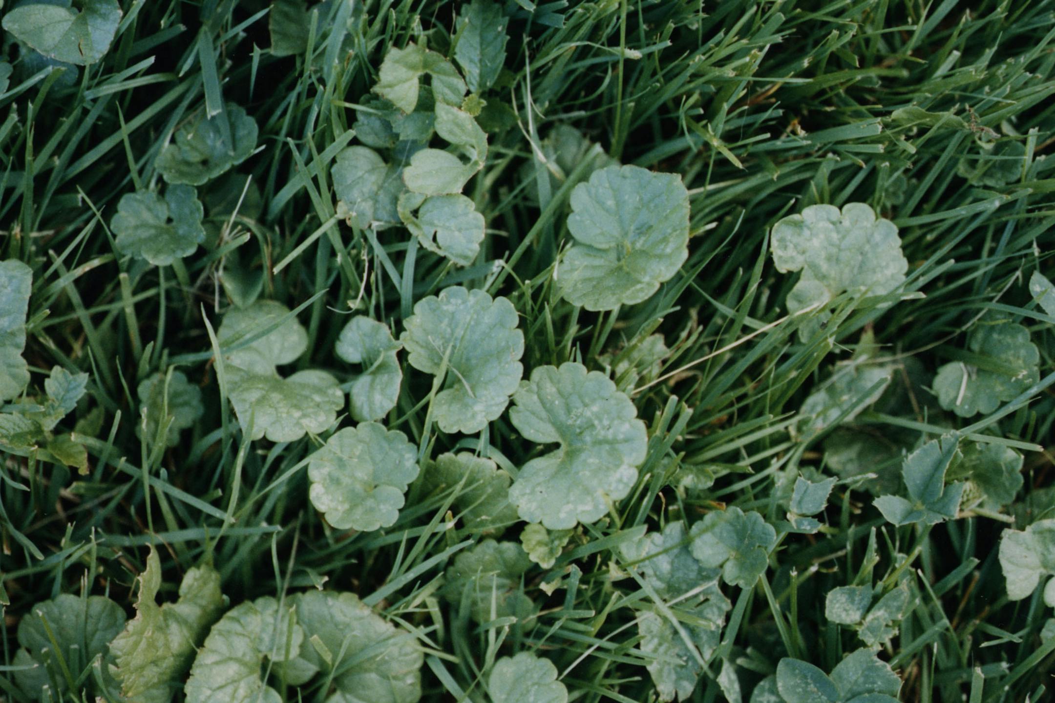 Creeping charlie. ORG XMIT: MIN2013082014212235