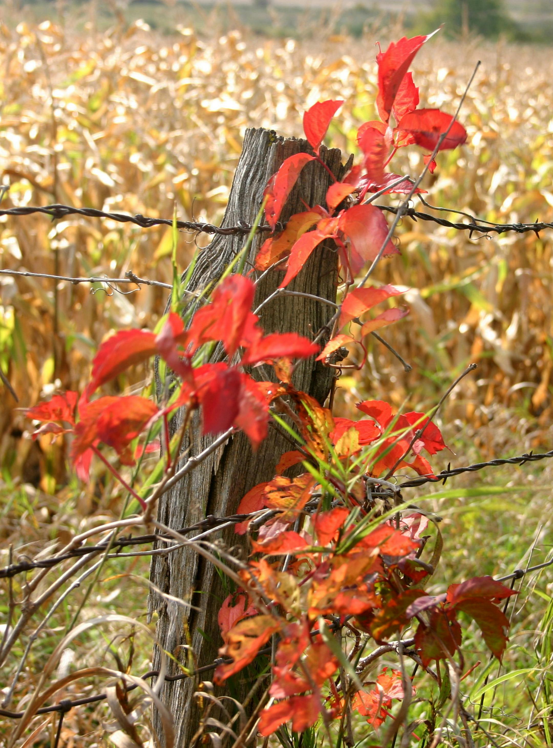 Photographer: Sharon Hagford, Minneapolis. The photo: Fenced-in by fall. [focus101616