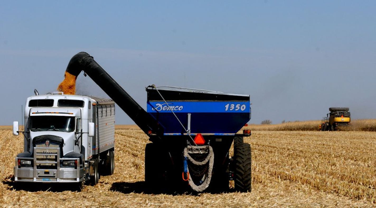 An early corn harvest should help pheasant hunters on the Minnesota opener.