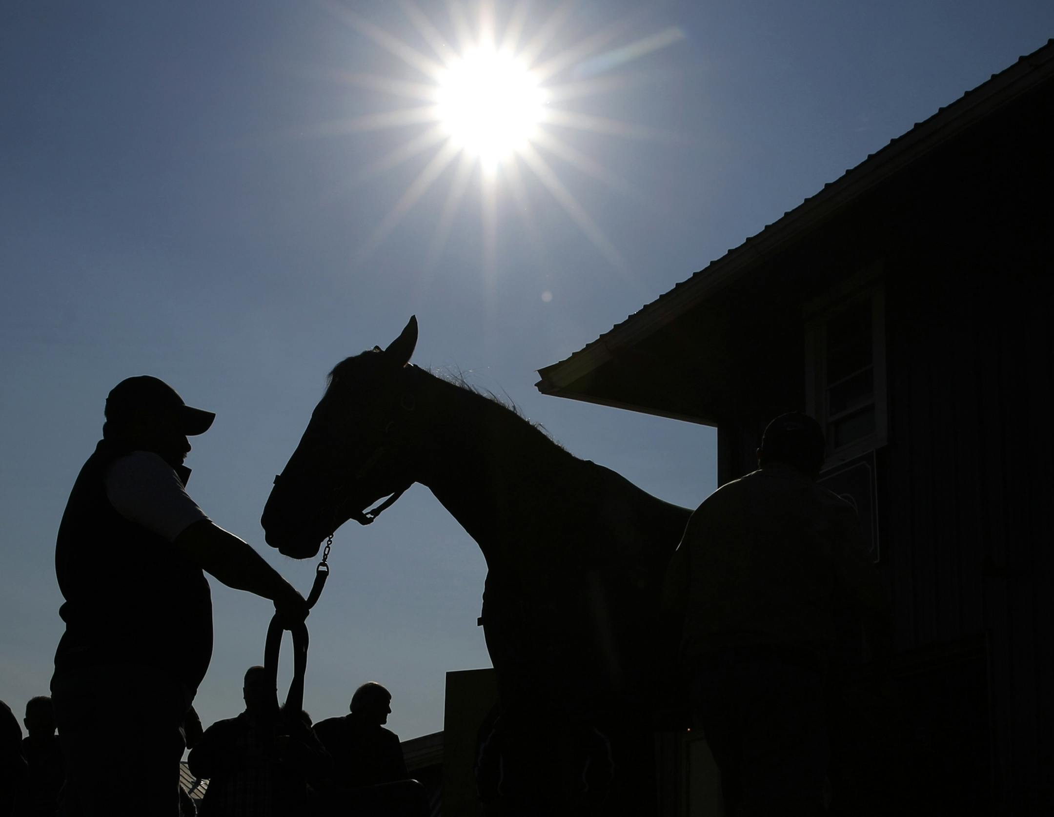 Kentucky Derby winner Nyquist is washed at Pimlico Race Course in Baltimore, Friday, May 20, 2016. The Preakness Stakes horse race is scheduled to take place May 21. (AP Photo/Patrick Semansky)
