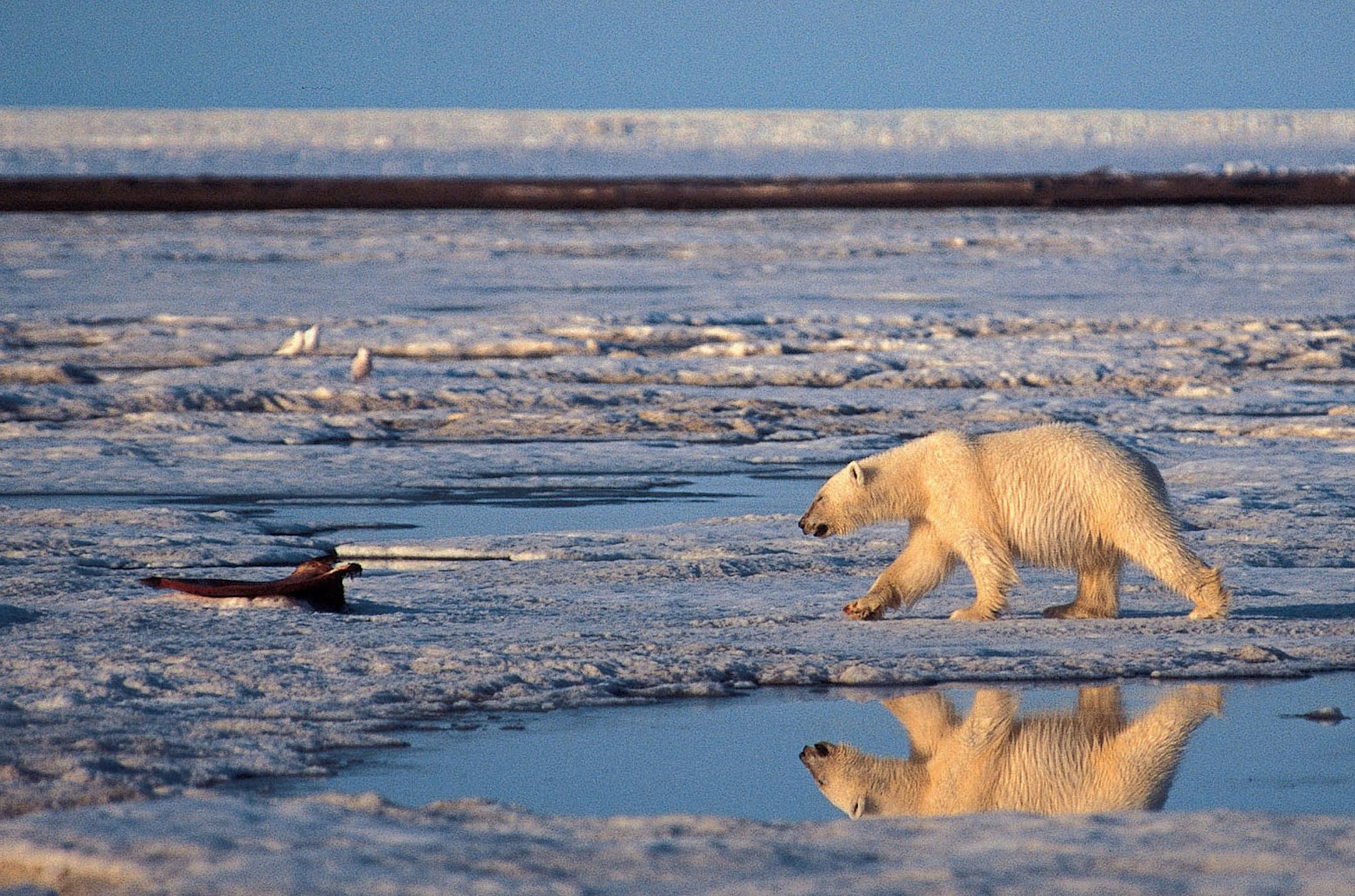 **FILE** In this 2003 file photo provided by Subhankar Banerjee a polar bear walks in the Arctic National Wildlife Refuge. The Interior Department has declared the polar bear a threatened species, saying it must be protected because of the decline in Arctic sea ice from global warming. Interior Secretary Dirk Kempthorne on Wednesday cited dramatic declines in sea ice over the last three decades and projections of continued losses. (AP Photo/Subhankar Banerjee, File) ORG XMIT: AK501