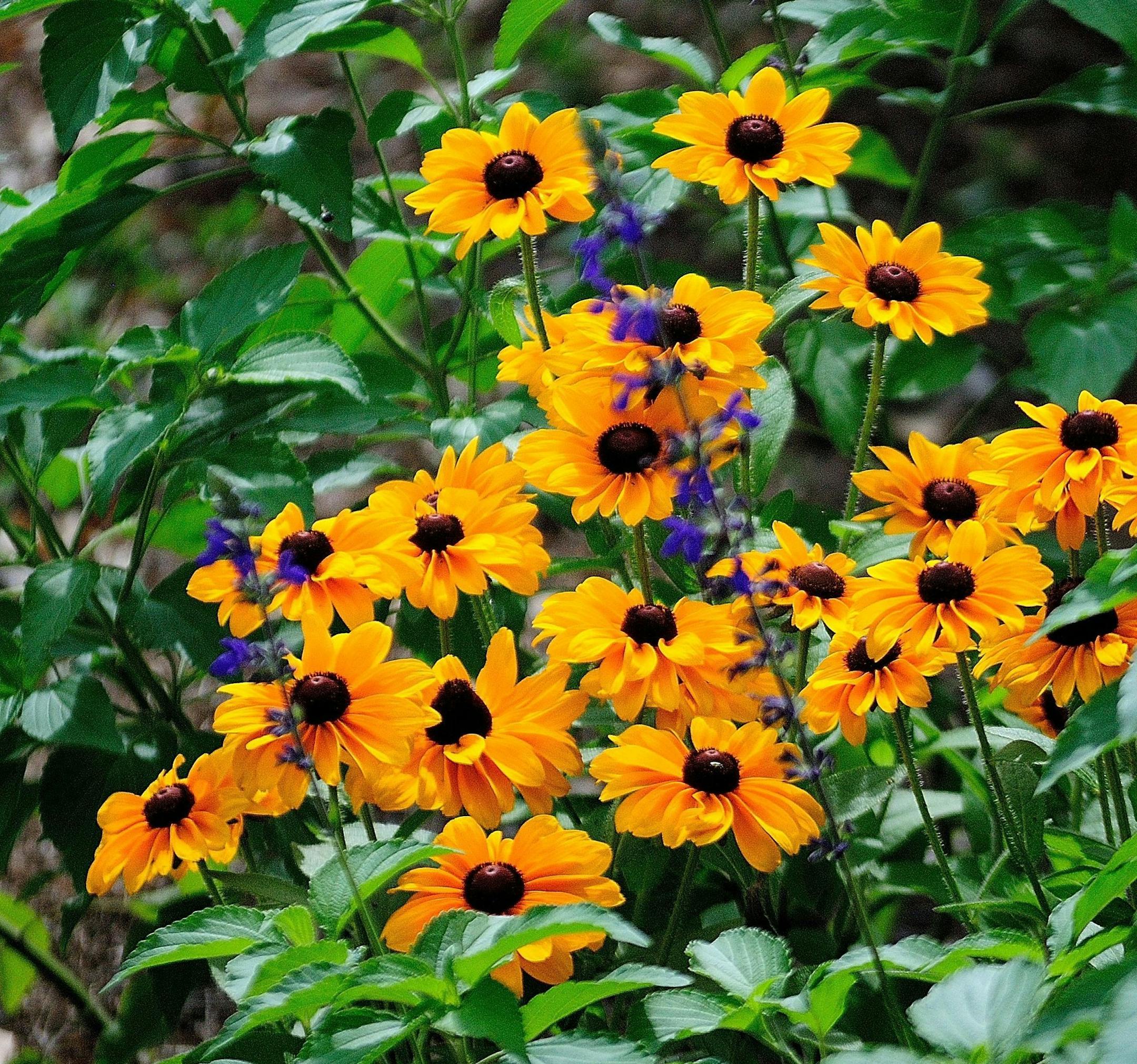 Rudbeckia are good choices for plants that don't need lots of additional watering.
credit: MCT