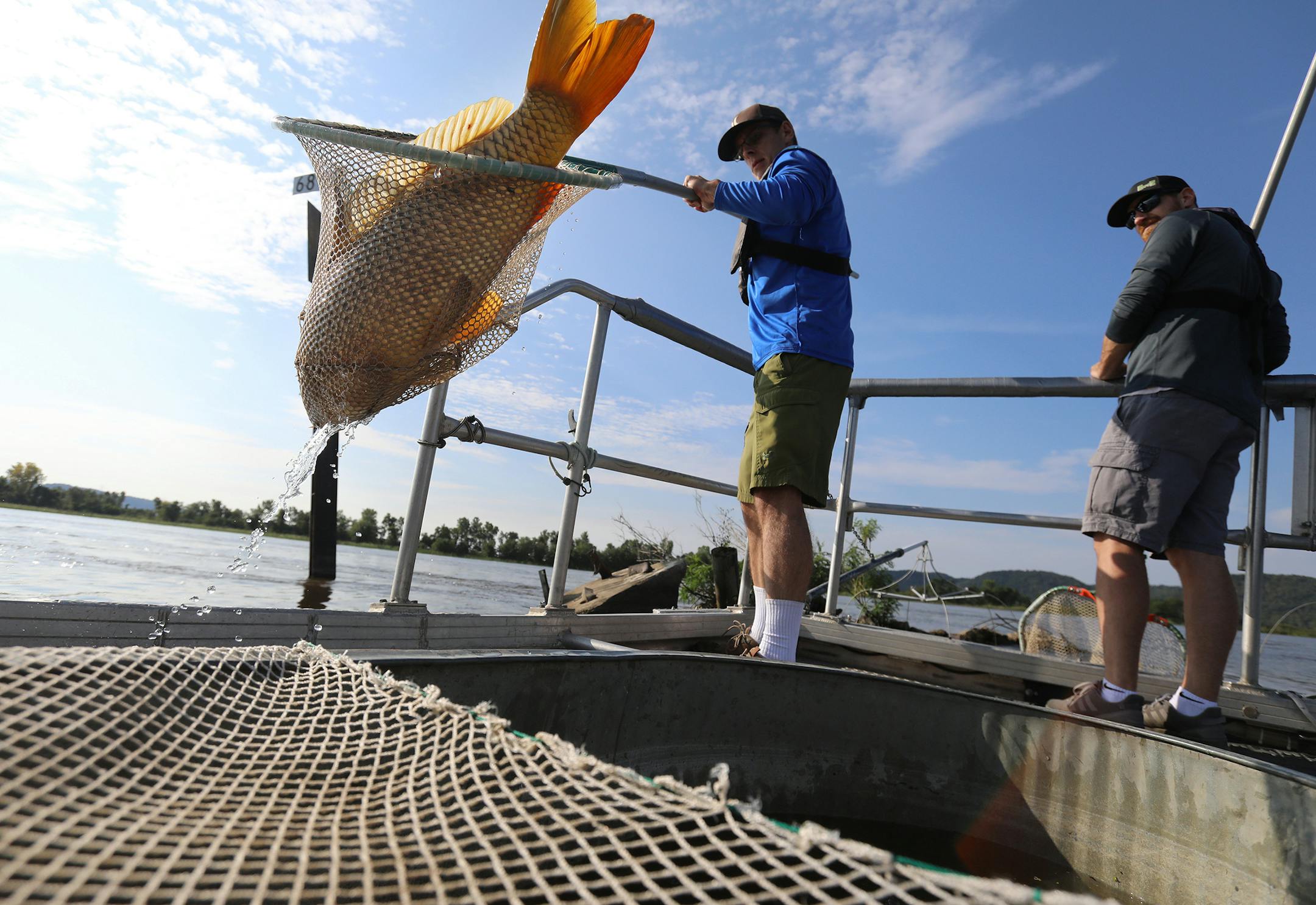 University of Minnesota researcher Jeff Whitty transferred a temporarily stunned common carp from the Mississippi River where shocking was being done to collect common carp on Tuesday, Sept. 17, 2019, in Genoa, Wis., as graduate student Andy Reisgraf looked on.