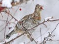A ruffed grouse fed on crabapples during a winter snowstorm. Snow is critical for these birds in winter, helping them to stay warm while protecting th