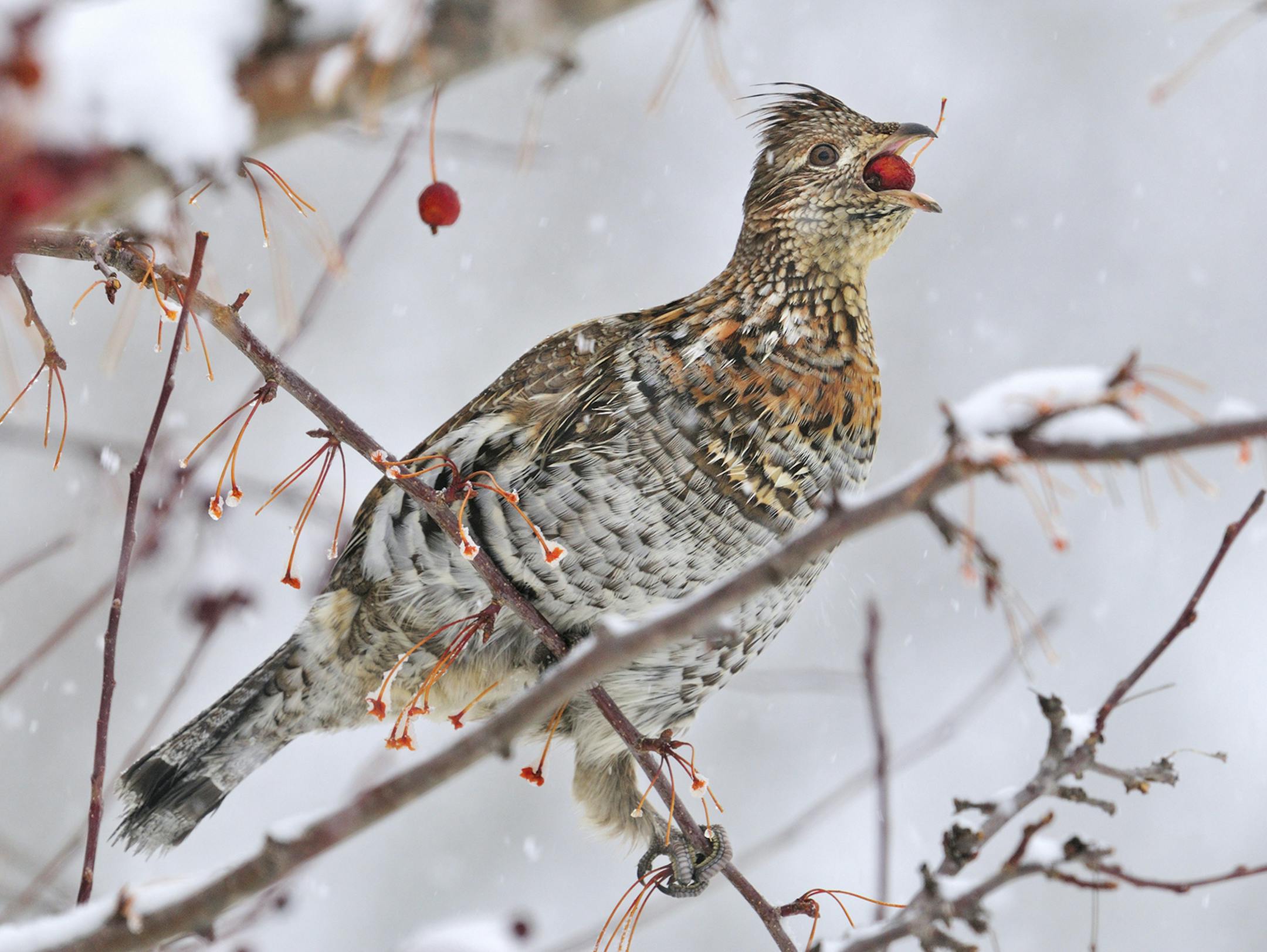 A ruffed grouse fed on crabapples during a winter snowstorm. Snow is critical for these birds in winter, helping them to stay warm while protecting them from predators.
