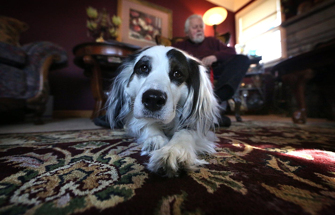 April is a two-year-old English Setter and Border Collie mix. April (pictured with one of her owners, Allan Robinson) suffered a seizure after eating compost from a neighbor's house. Allan and Susanne Robinson are working to get the city's ordinance regarding compost tightened. They're enlisting the help of council members to add rules about covers for compost bins and piles and where compost can be located. ] JIM GEHRZ &#xef; james.gehrz@startribune.com / Minneapolis, MN / February 26, 2015 /1: