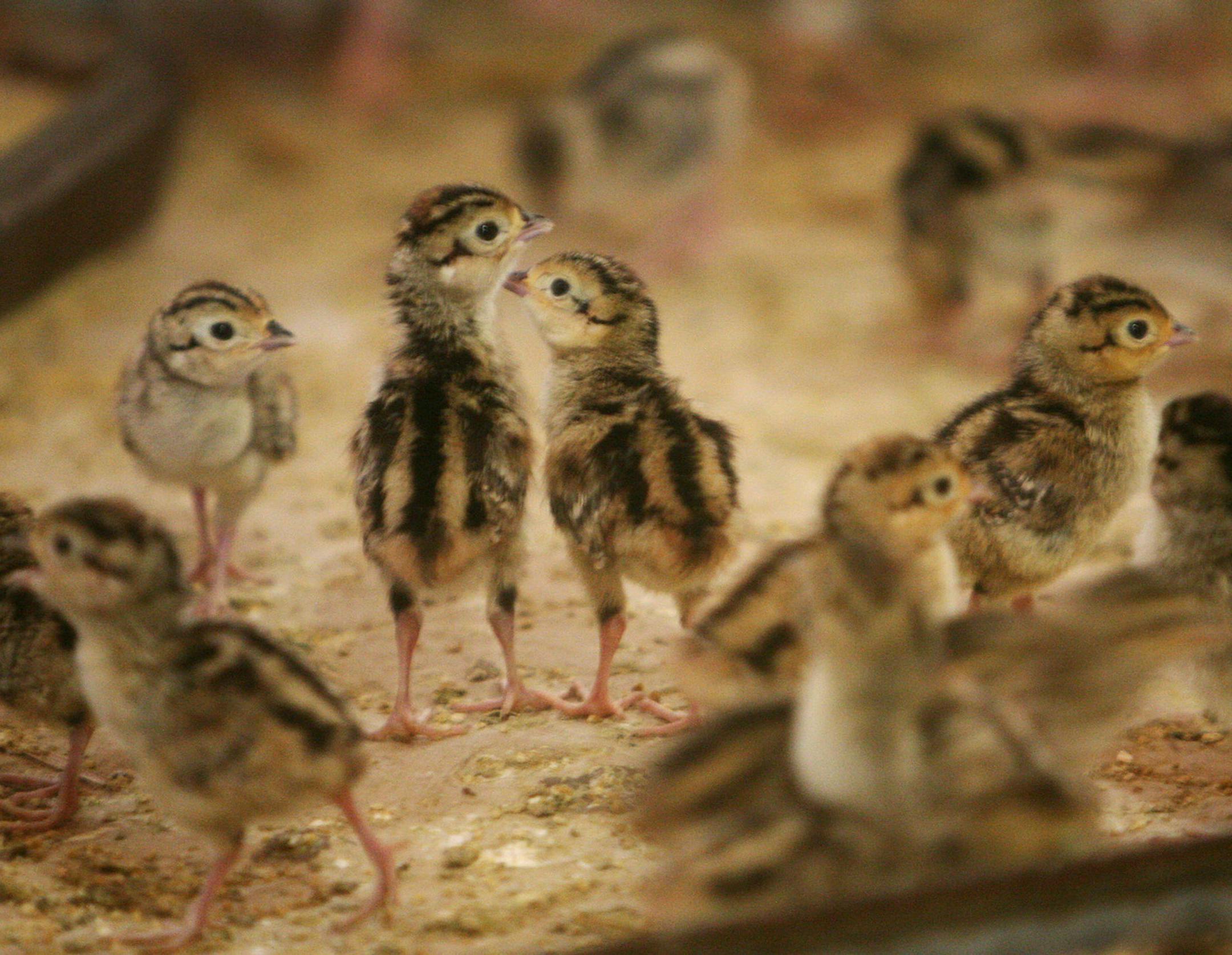 Just-born pheasants spend their first days in a heated barn at Wild Acres Farm in Pequot Lakes May 26, 2013. (photo by Courtney Perry)