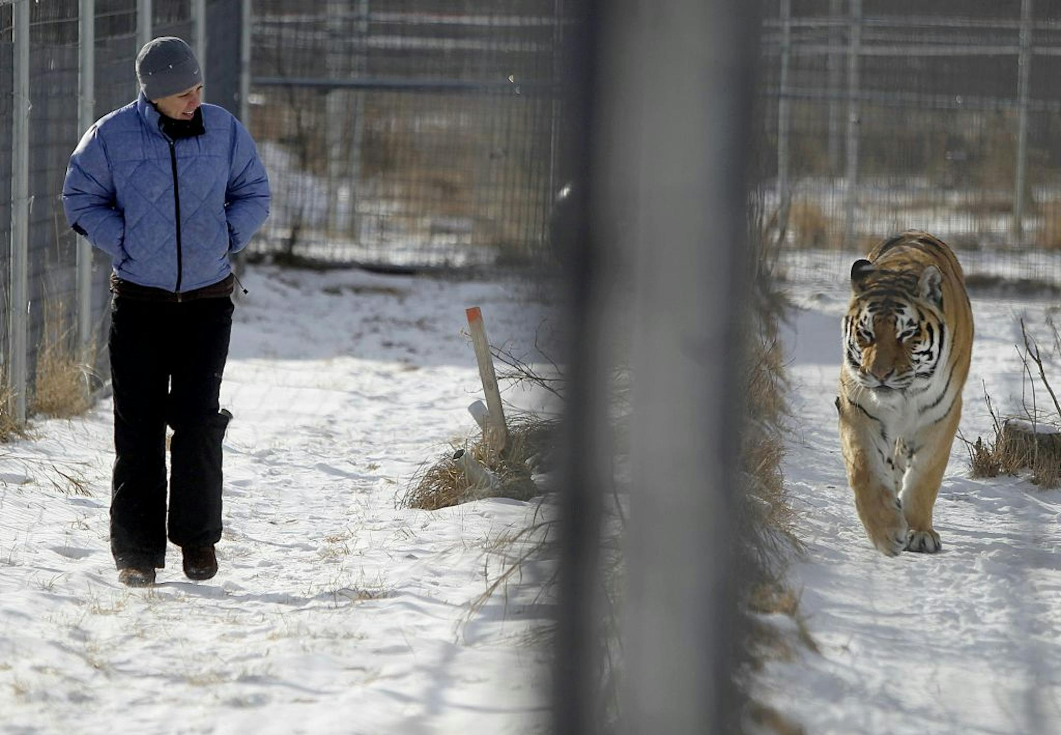 CORRECTION - CORRESCTS LAST NAME TO HENRY - Holly HENRY, the communications manager, walked alongside a tiger at the Wildcat Sanctuary, Wednesday, January 23, 2013 in Sandstone, MN. (ELIZABETH FLORES/STAR TRIBUNE) ELIZABETH FLORES • eflores@startribune.com