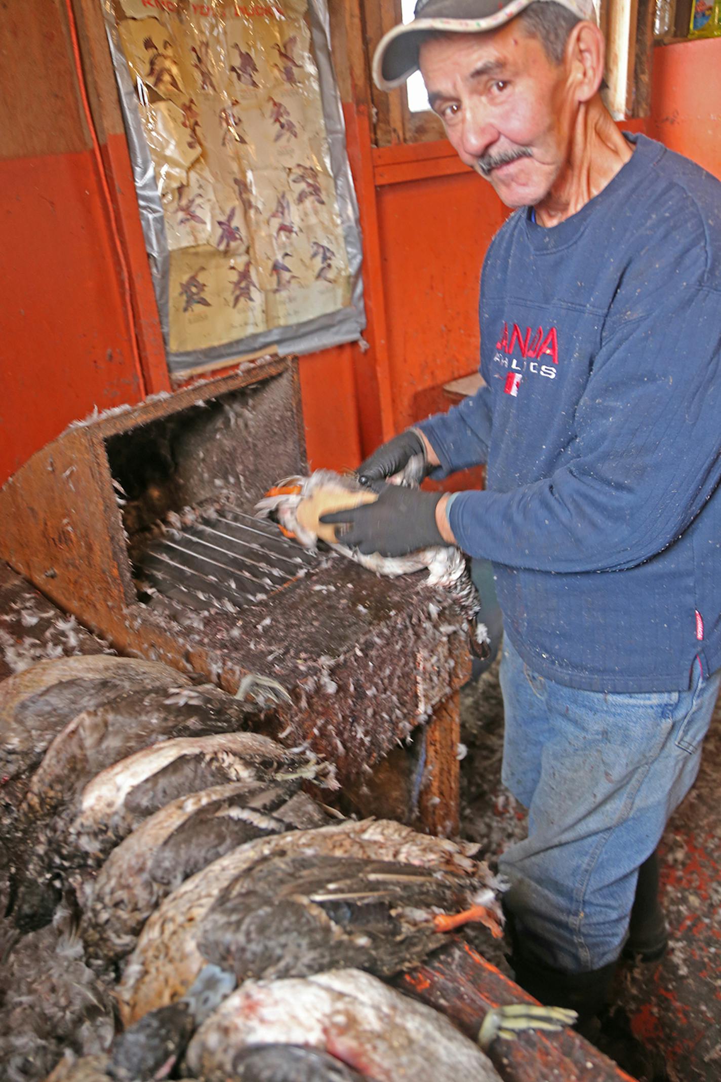 Floyd Lavallee has cleaned ducks at the famed Sports Afield Duck Club in St. Ambroise, Manitoba, since 1961. He's joined by his wife and some of his adult children in the camp's duck-cleaning shack, where as many as 100 ducks are cleaned daily. The camp was founded by the late Jimmy Robinson of the Twin Cities.