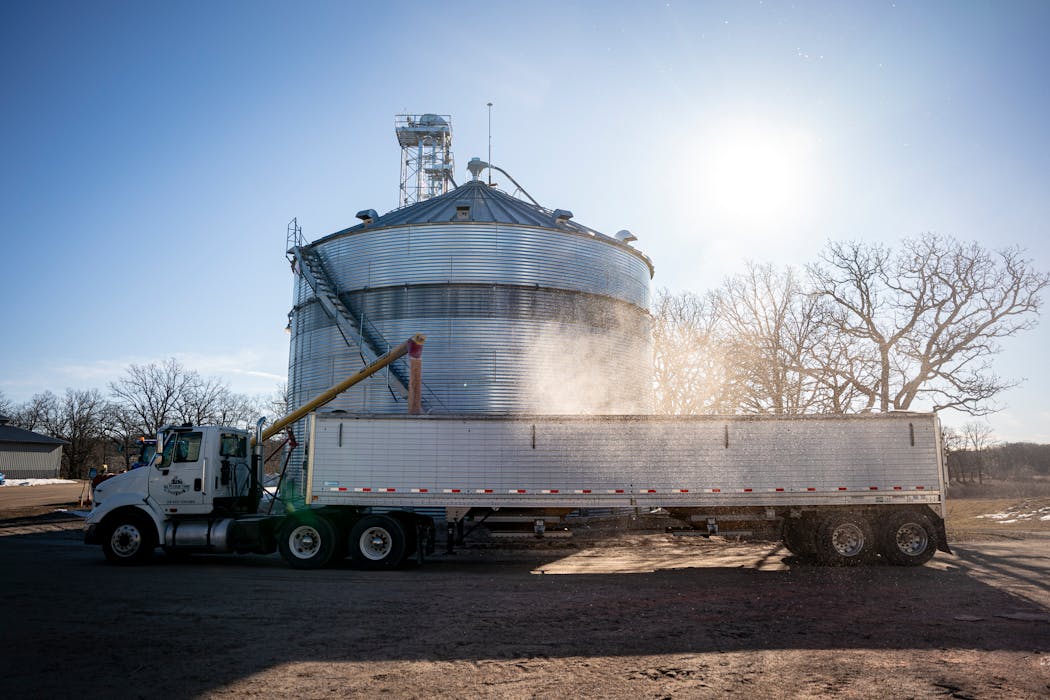 Corn dust fills the air as corn shot out of an auger into a semitrailer truck on Nick Peterson’s farm near Clear Lake.