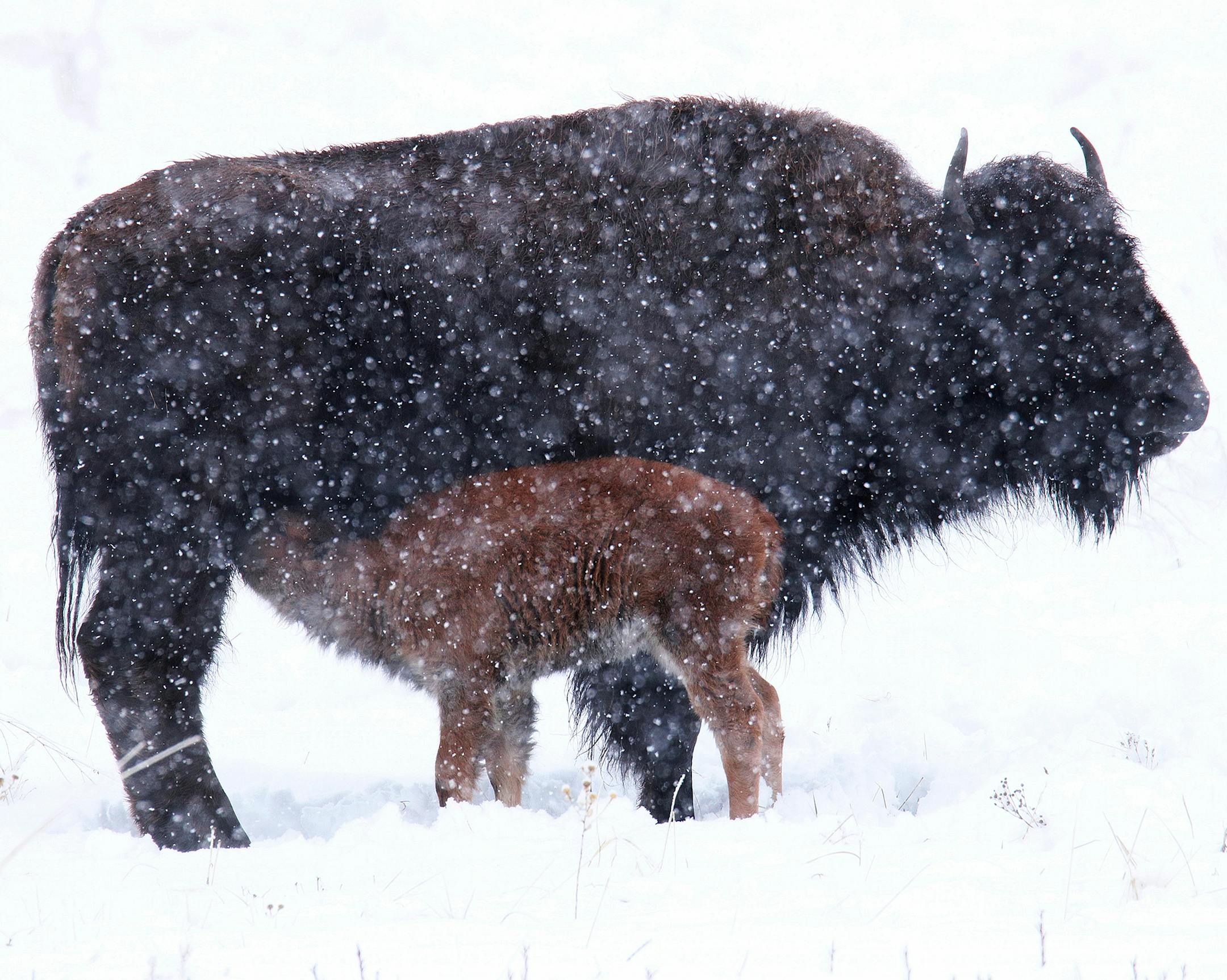 The Scene: Custer State Park - an icon of South Dakota
The Trip: last week was spent with six friends and former co-workers at the Tetonka Cabin in Custer State Park. 12” of snow fell over two days, but bison calves frolicked about, and when the sun came out, so did the mountain bluebirds. Among other wildlife, a coyote was successful in securing a meal. About the shots: the wildlife loop road traverses the prairie, open meadows, and forests for lots of opportunities to view wildlife. I a