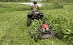 Periodic mowing of perennial food plots discourages weeds and encourages new, succulent growth.