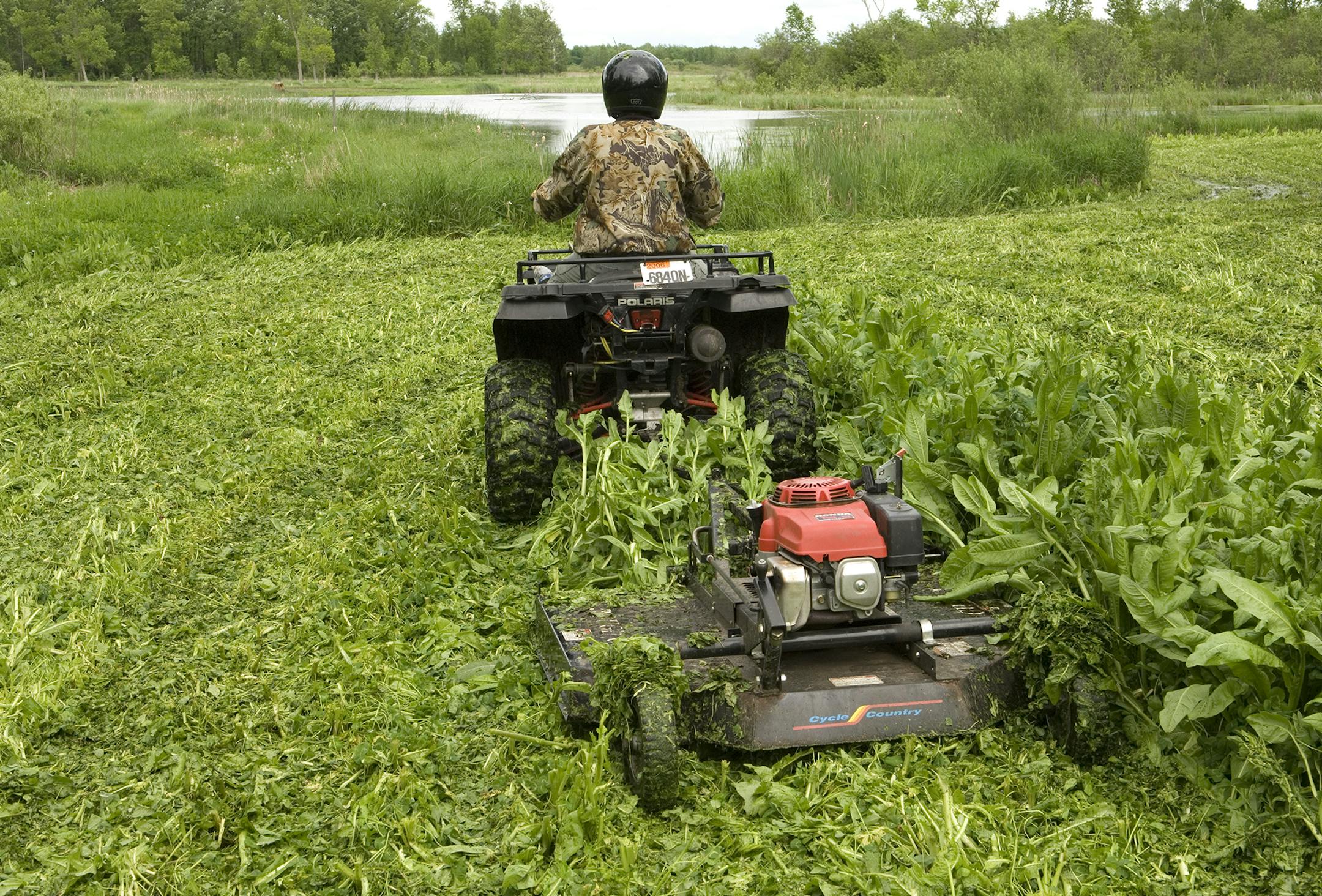 Periodic mowing of perennial food plots discourages weeds and encourages new, succulent growth.