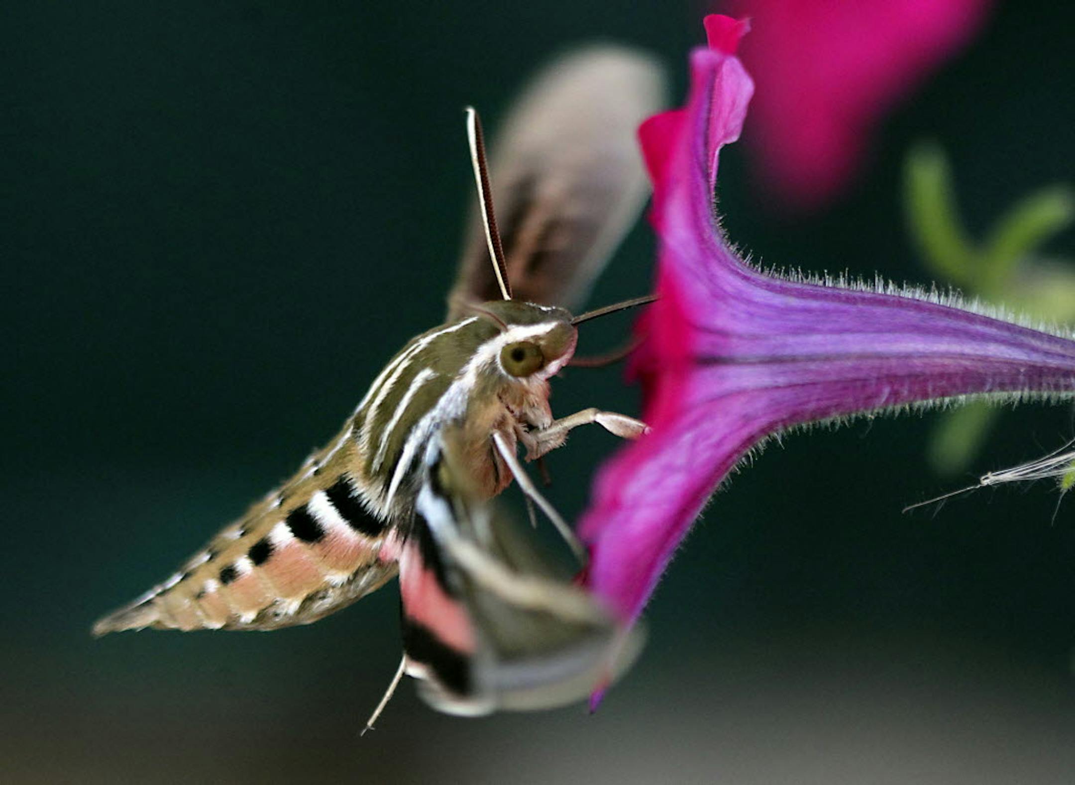 A hummingbird hawk-moth or Macroglossum stellatarum hovers as it feeds on flowers in eastern Cheyenne, Wyo.