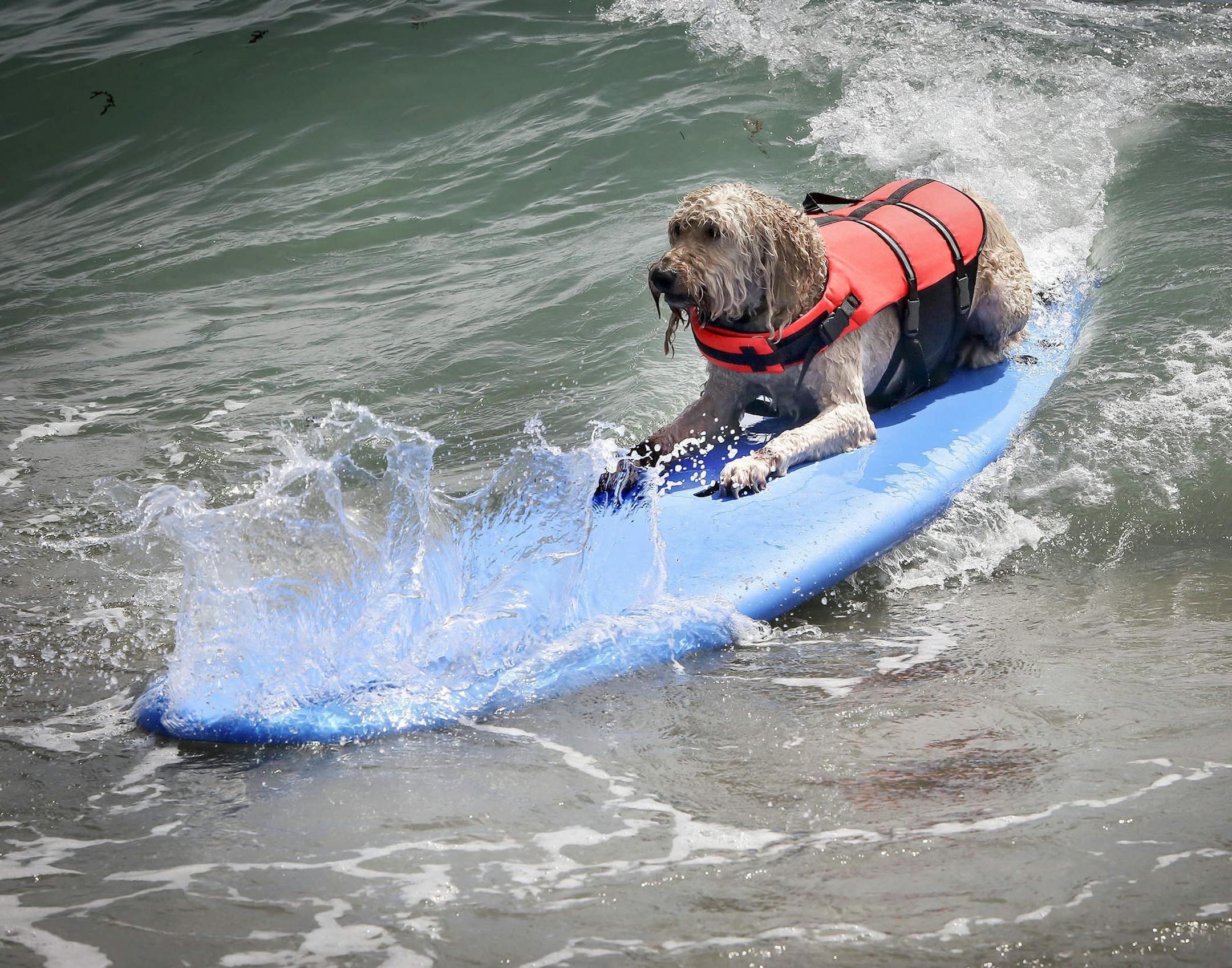 Tychee, a 6-year-old Goldendoodle from St. Petersburg, Florida, receives surfing lessons in Jupiter Saturday, August 15, 2015 in preparation for Furry Friends Adoption & Clinic's Hang 20 Surf Dog Classic. "This is her first time surfing," said owner Michele Porter, who also brought her 9-year-old Labrador Java. "I want to come back and do the competition. I wanted to see which one would enjoy it better. Tychee is a little more chill and relaxed." (Bruce R. Bennett / The Palm Beach Post) ORG XMIT