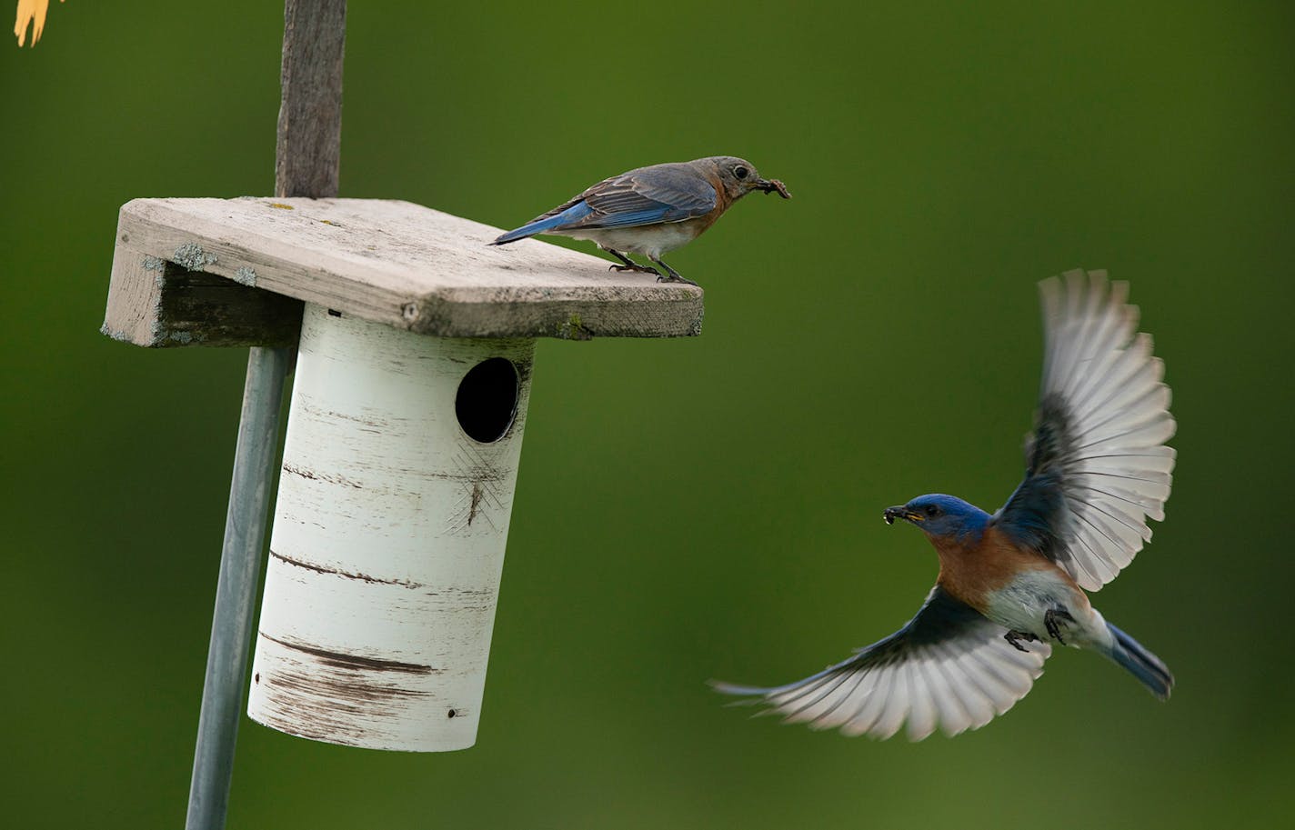 A nesting pair of bluebirds brought food for their hatchlings in 2019 in one of the nesting boxes monitored by Keith Radel in Faribault. The male is at right. ] JEFF WHEELER • jeff.wheeler@startribune.com