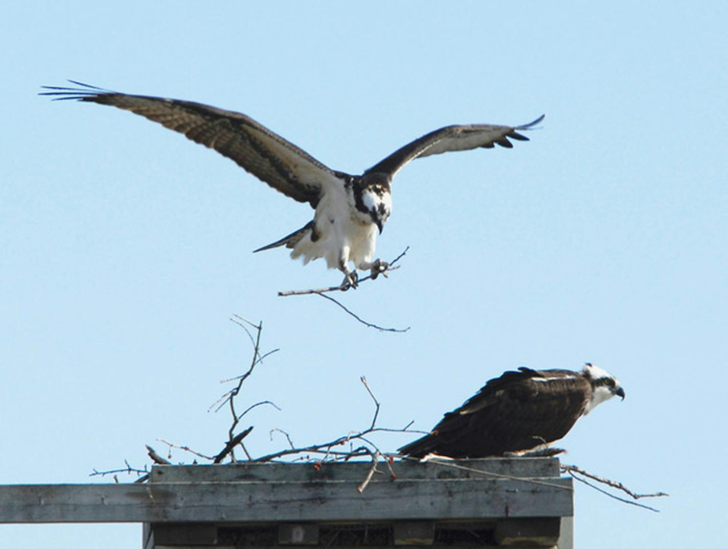 An osprey carries a stick to its nest.