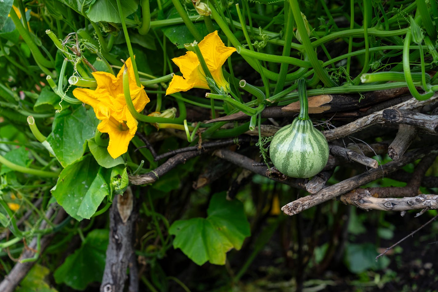 A gourd thrives as it grows atop a tierd structure in one of the plots at Rice Street Gardens.