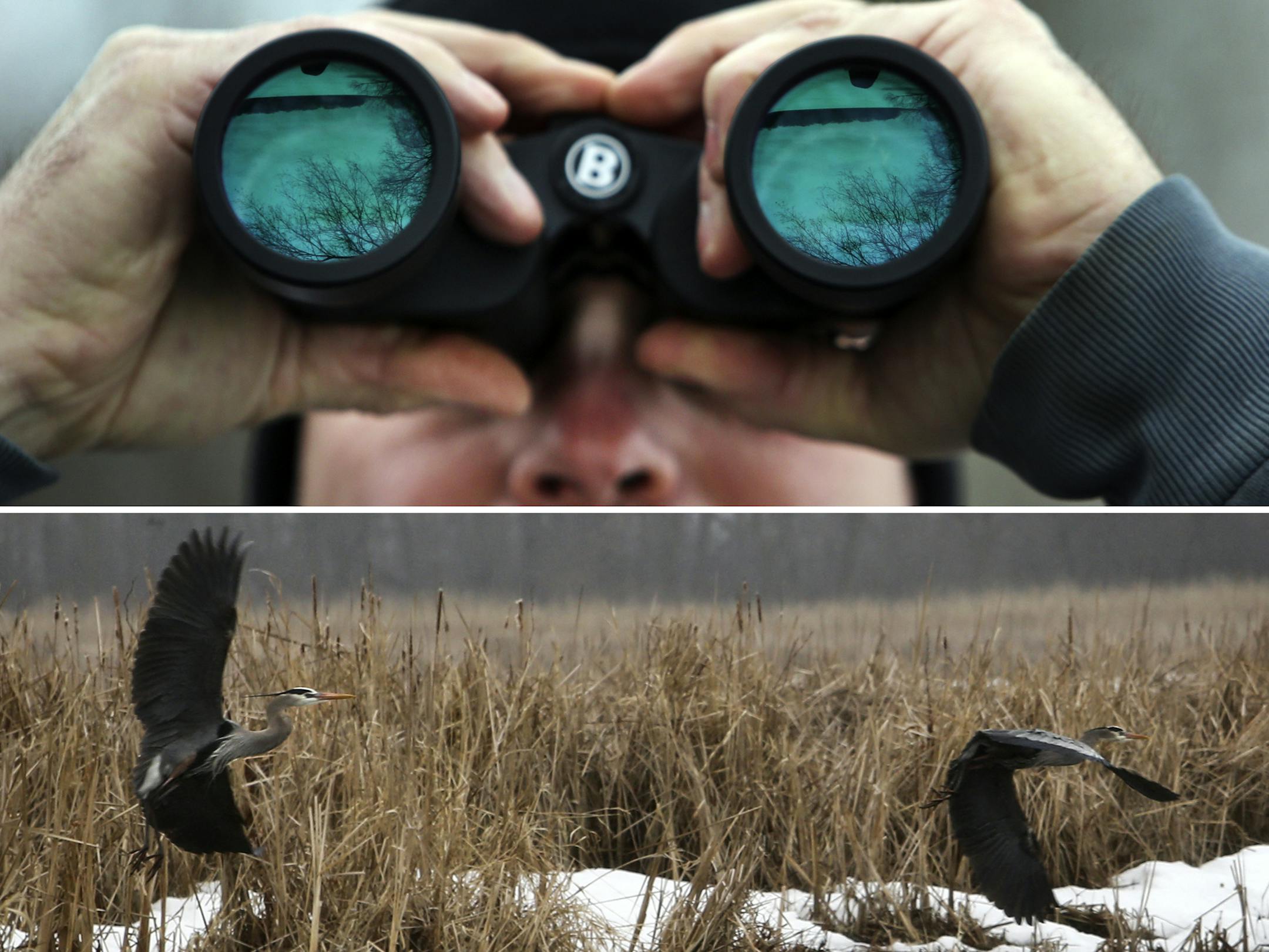 Volunteer Mike Hoffman watches a pair of great blue herons take flight from a heron rookery on Peltier Island in Lino Lakes.