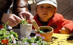 Mill City Times The Mill City Farmers Market opens this weekend and will feature family activities.