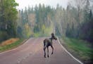 A young moose took advantage of the lack of traffic on the Gunflint Trail at daybreak.